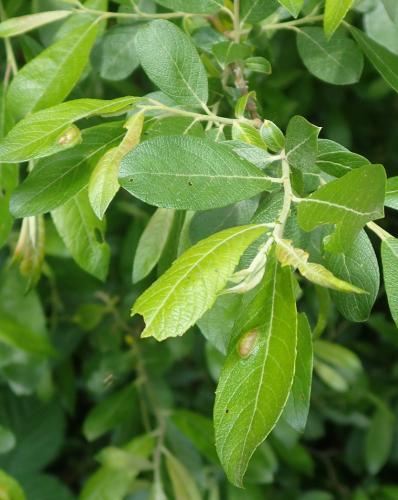 Euura bridgmanii